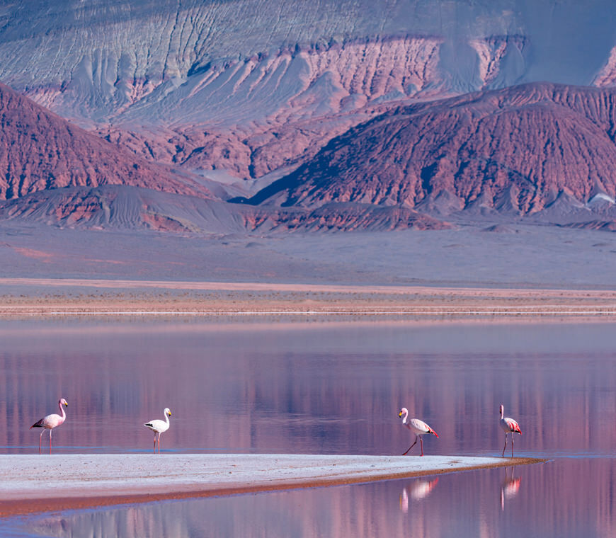 Atacama Be Puna Expedition Carachi Pampa Lagoon