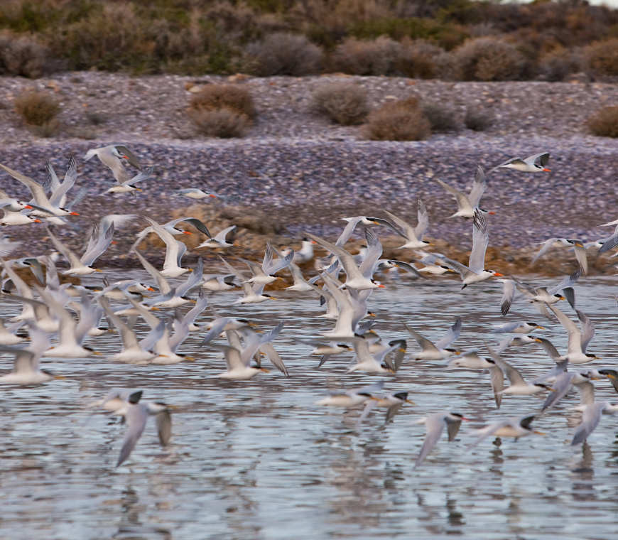 Bahia Bustamante Lodge Blog10