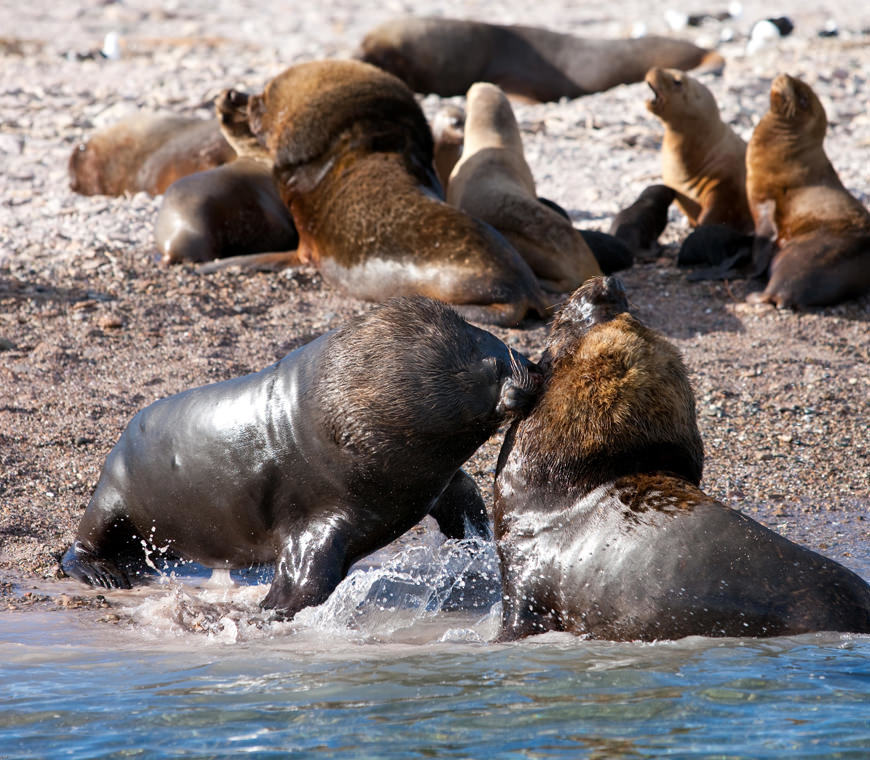 Bahia Bustamante Lodge Blog16