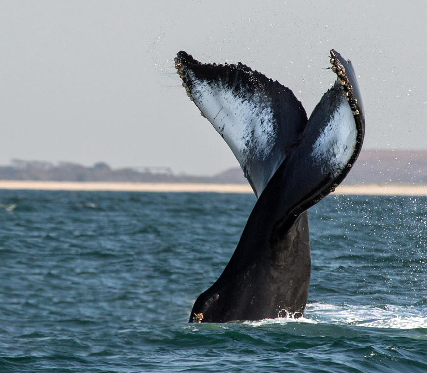 Patagonie Argentinie Reizen20