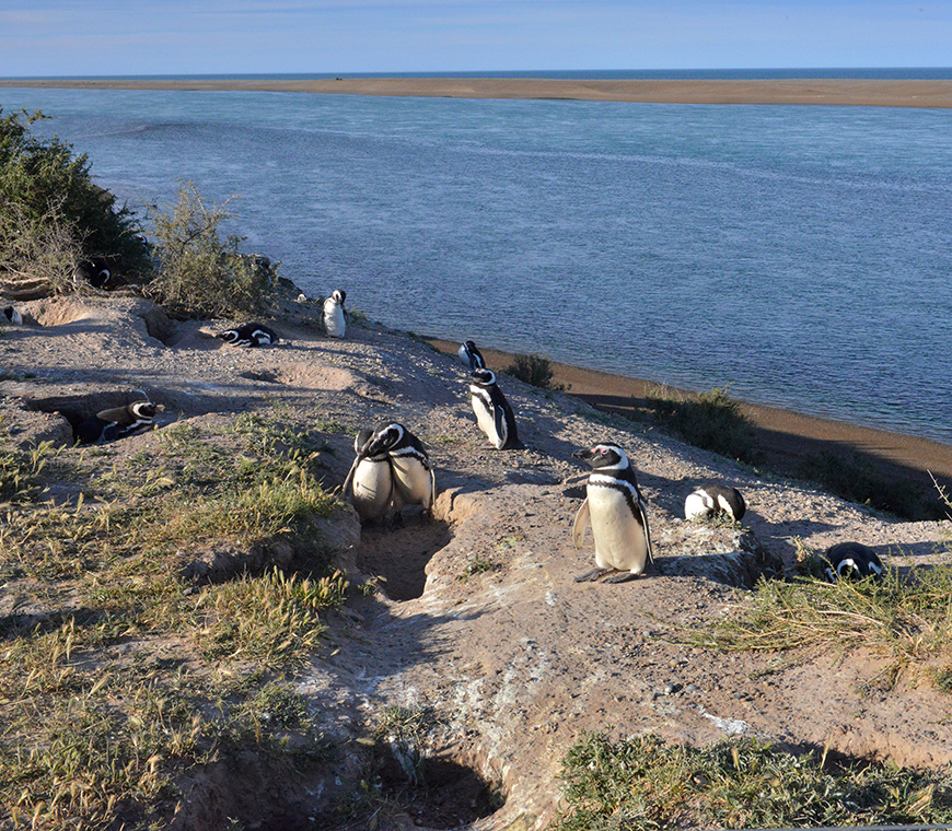 Rincon Chico Penguins