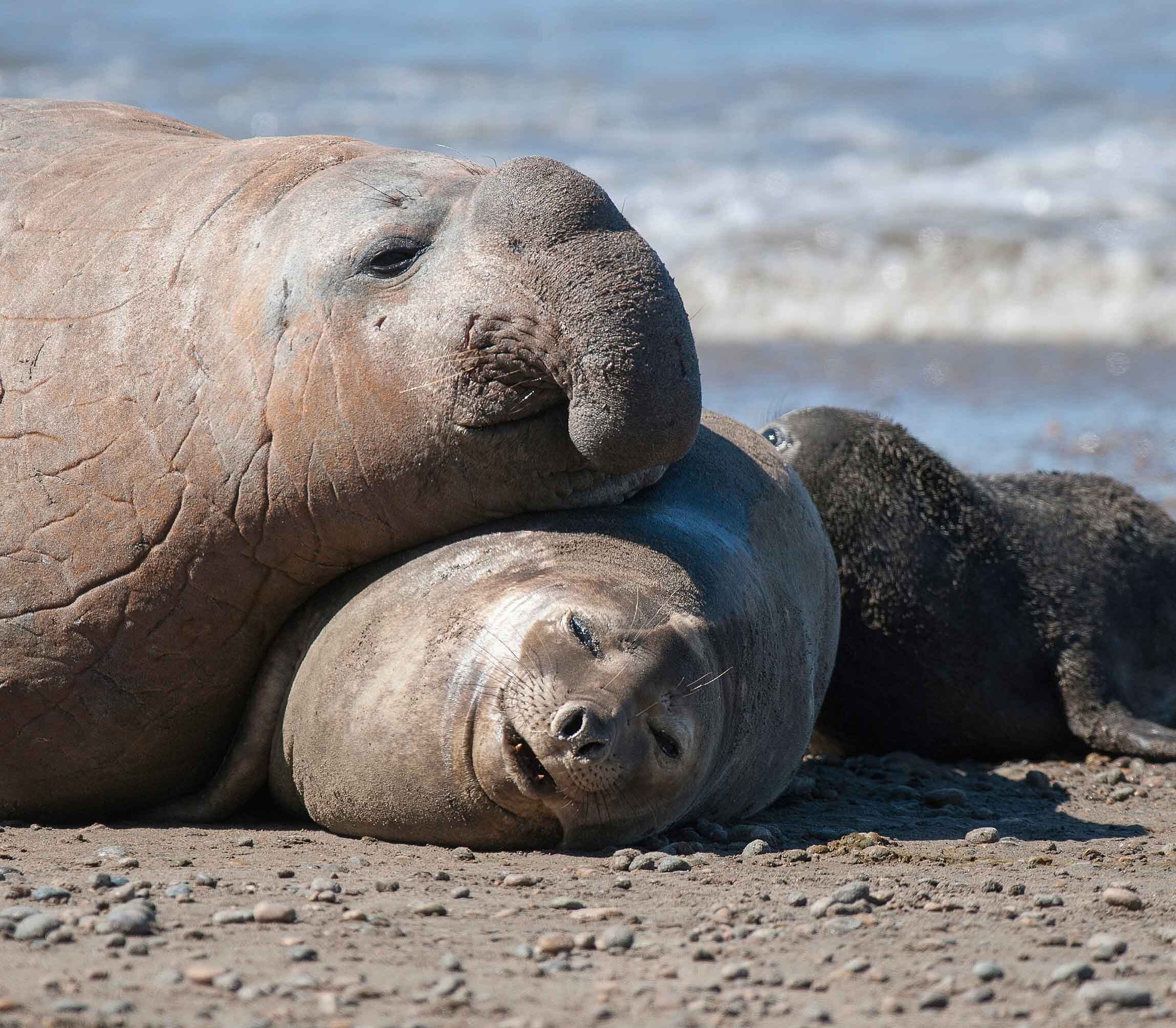 Valdes Argentinie Rondreis 5678