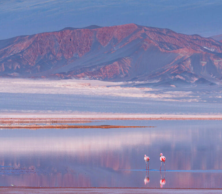 Atacama Be Puna Expedition2 Carachi Pampa Lagoon