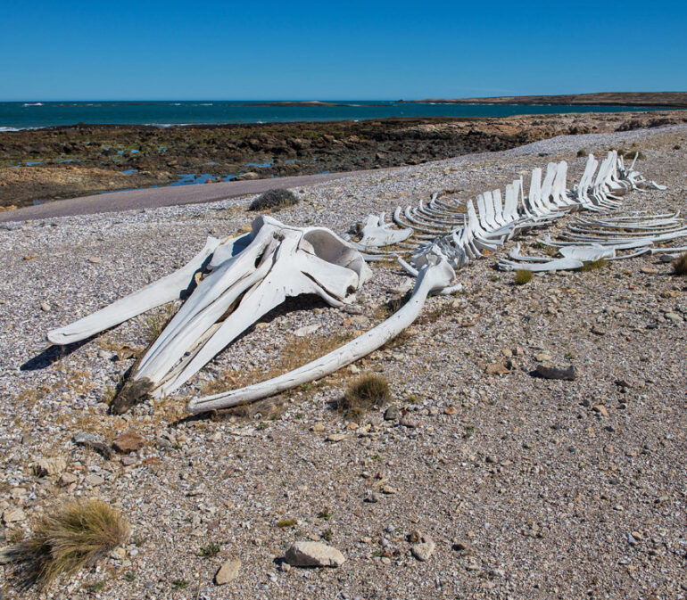 Bahia Bustamante Lodge Blog11