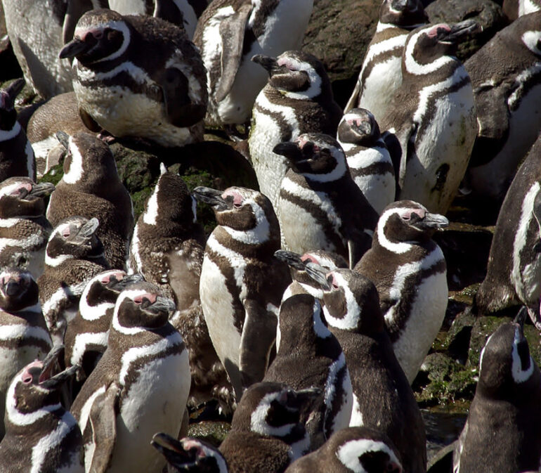 Patagonie Argentinie Reizen26