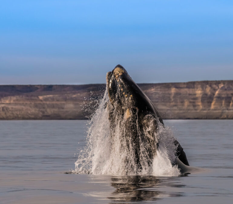 Patagonia Atlantica Selfdrive Atacama Be6