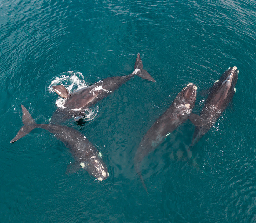 Patagonia Atlantica Selfdrive Atacama Be4