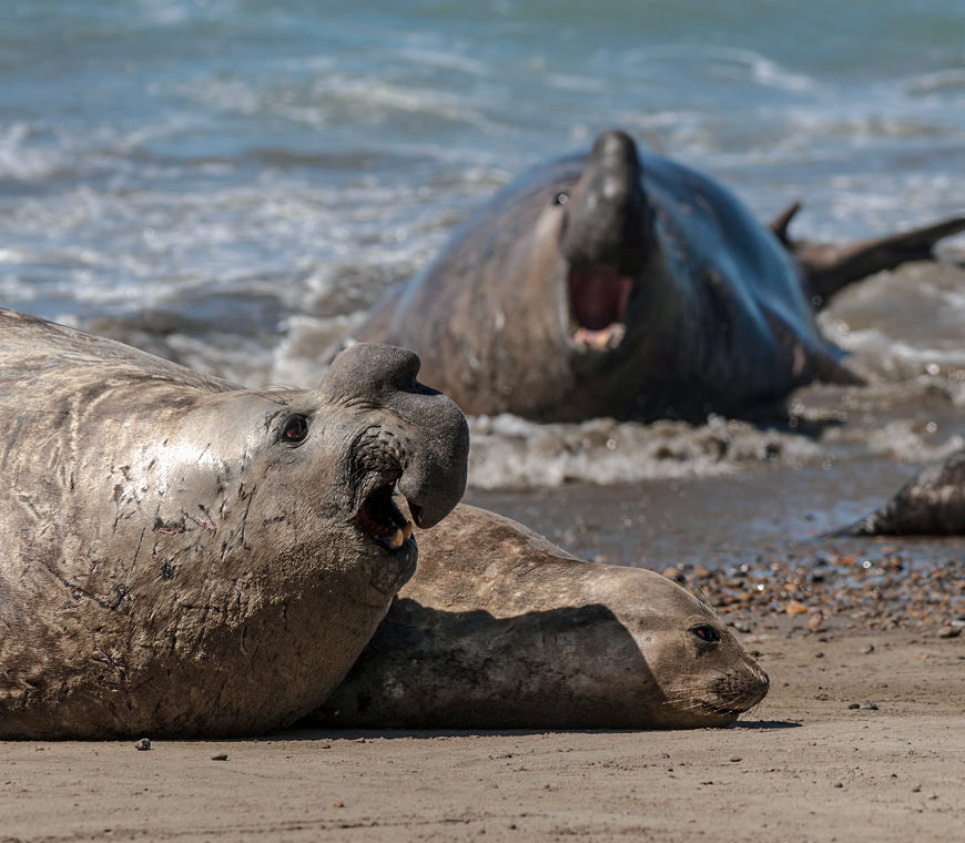 Patagonia Atlantica Selfdrive Atacama Be5
