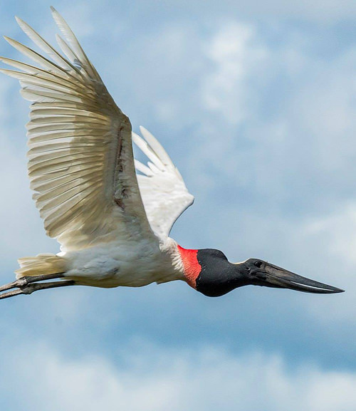 Ibera Moerassen Argentinie Individuele Rondreis Atacama