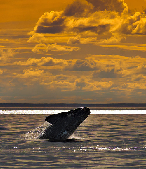 Peninsula Valdez Argentinie Individuele Rondreis Atacama
