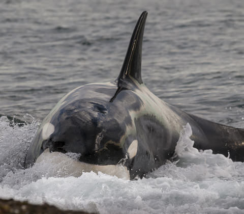 Argentinie Valdes Filter3 Atacama Be
