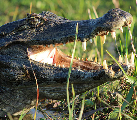 Argentinie Filter Reizen Ibera