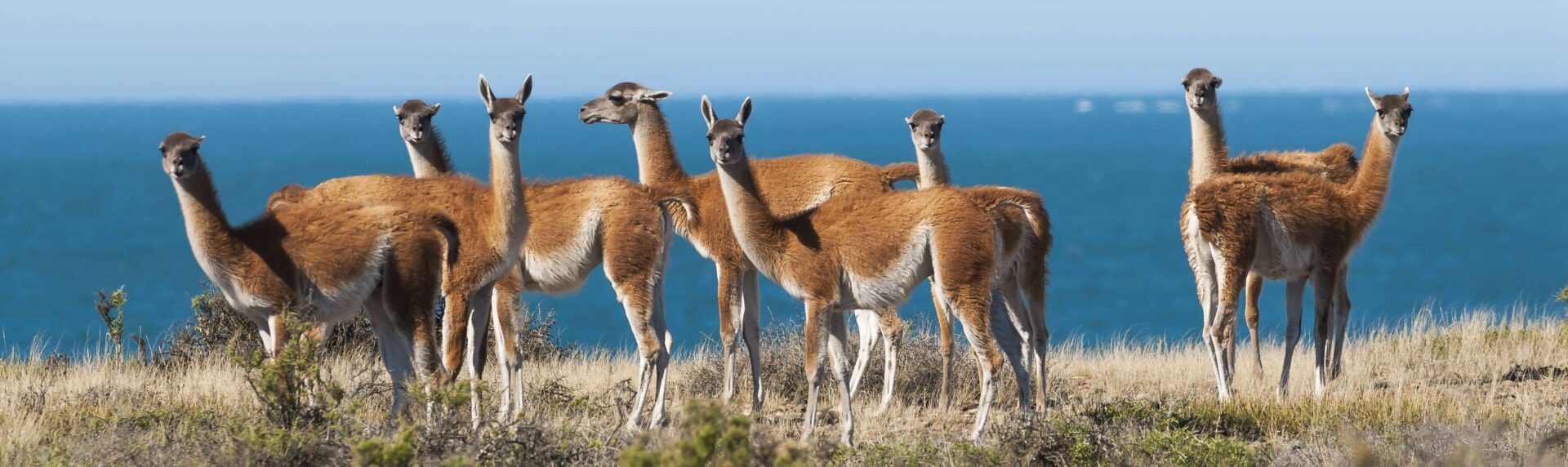 Atacama Be Guanacos Pano