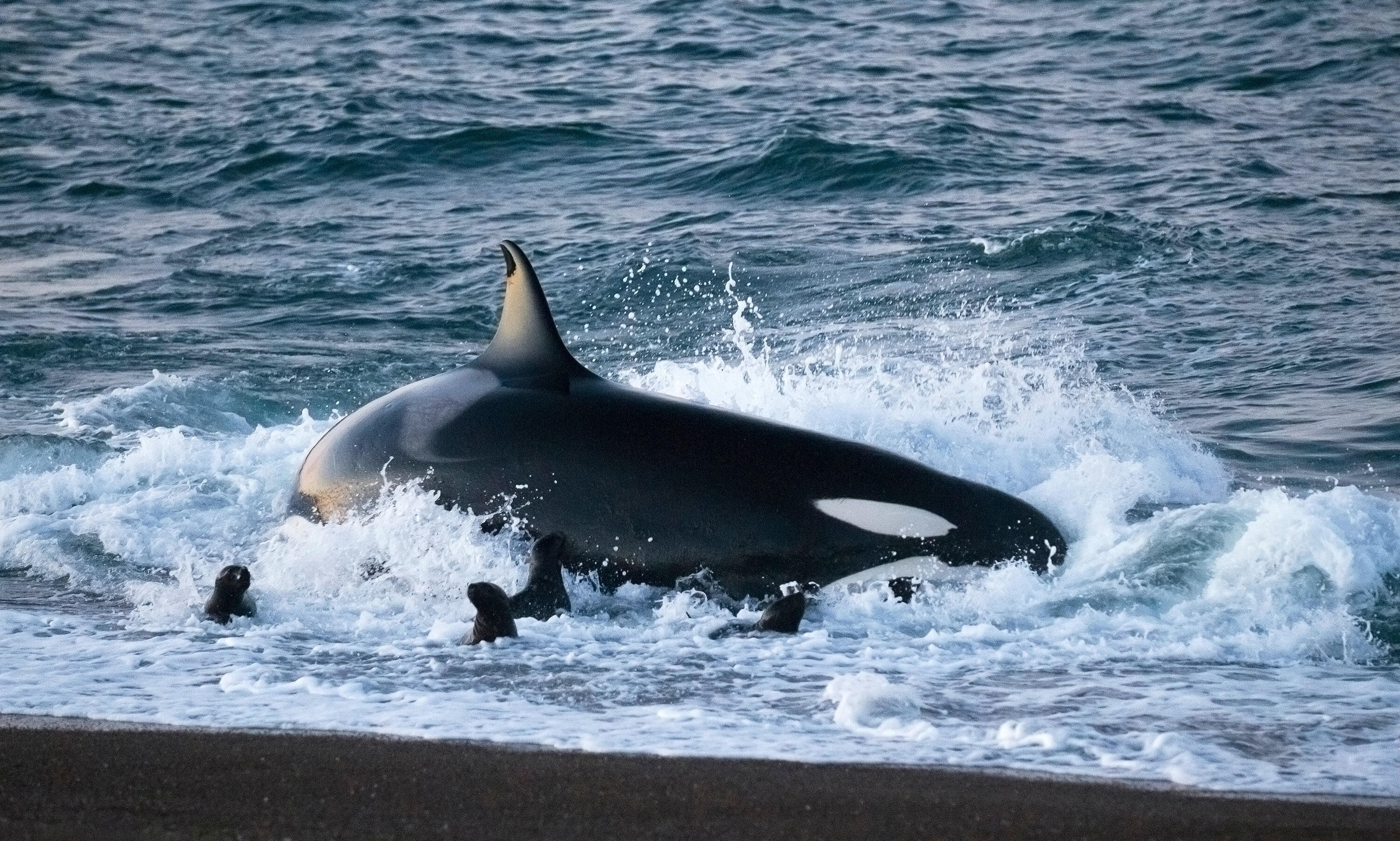 Argentina Valdes Orca Atacama Be