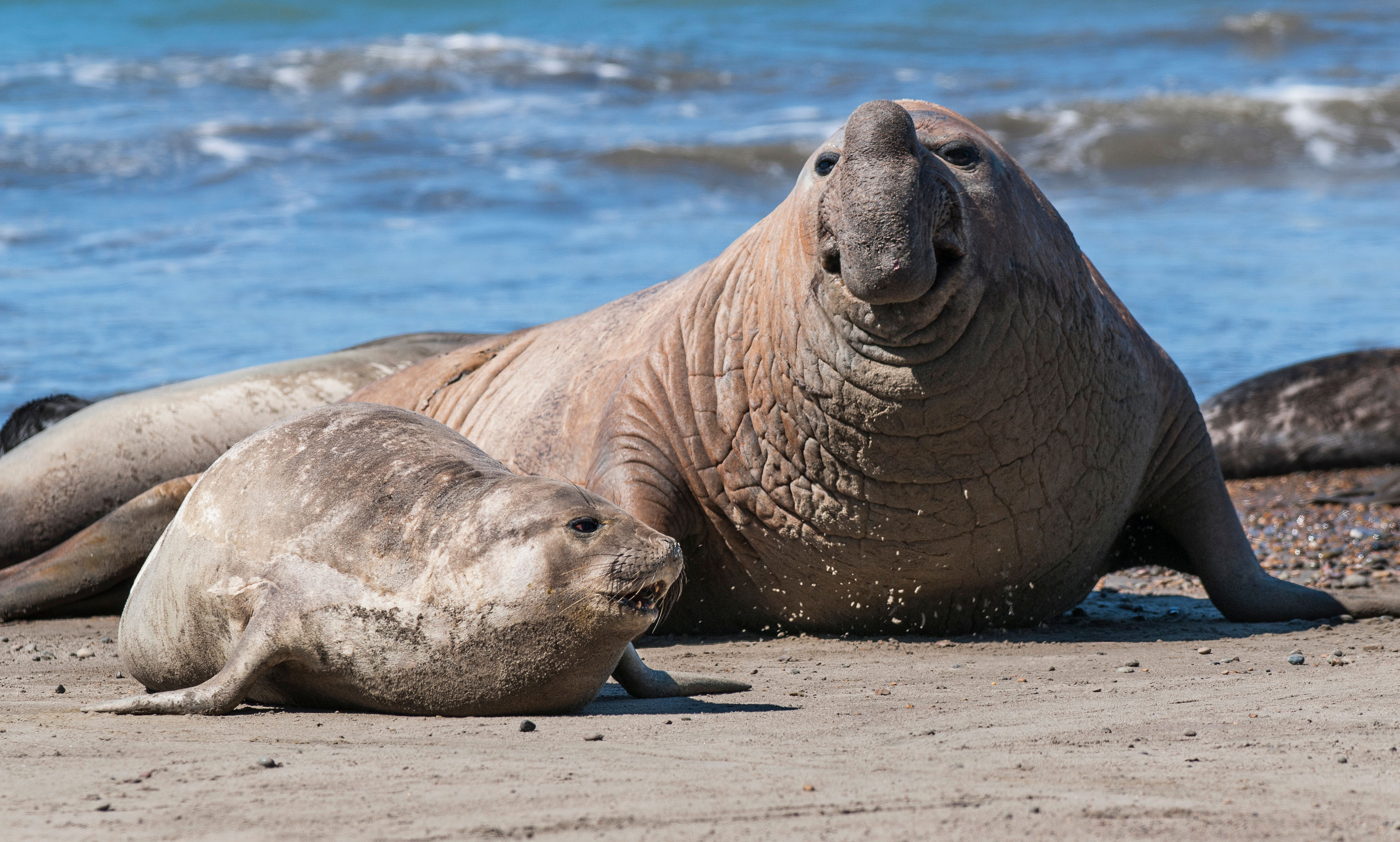 Argentina Valdes Zeeolifant Atacama Be