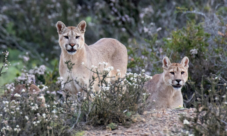 Atacama Be Tdp Puma Mirador Condor Lakes Glaciars