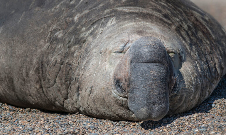 Patagonia Valdes Selfdrive Atacama Be1