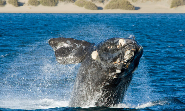Patagonie Rondreis Argentinie Atacama Be Specialist11