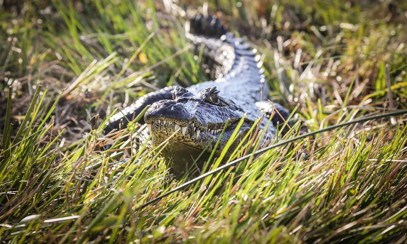Esteros Ibera Wetlands Atacama2 Argentinie Reisspecialist