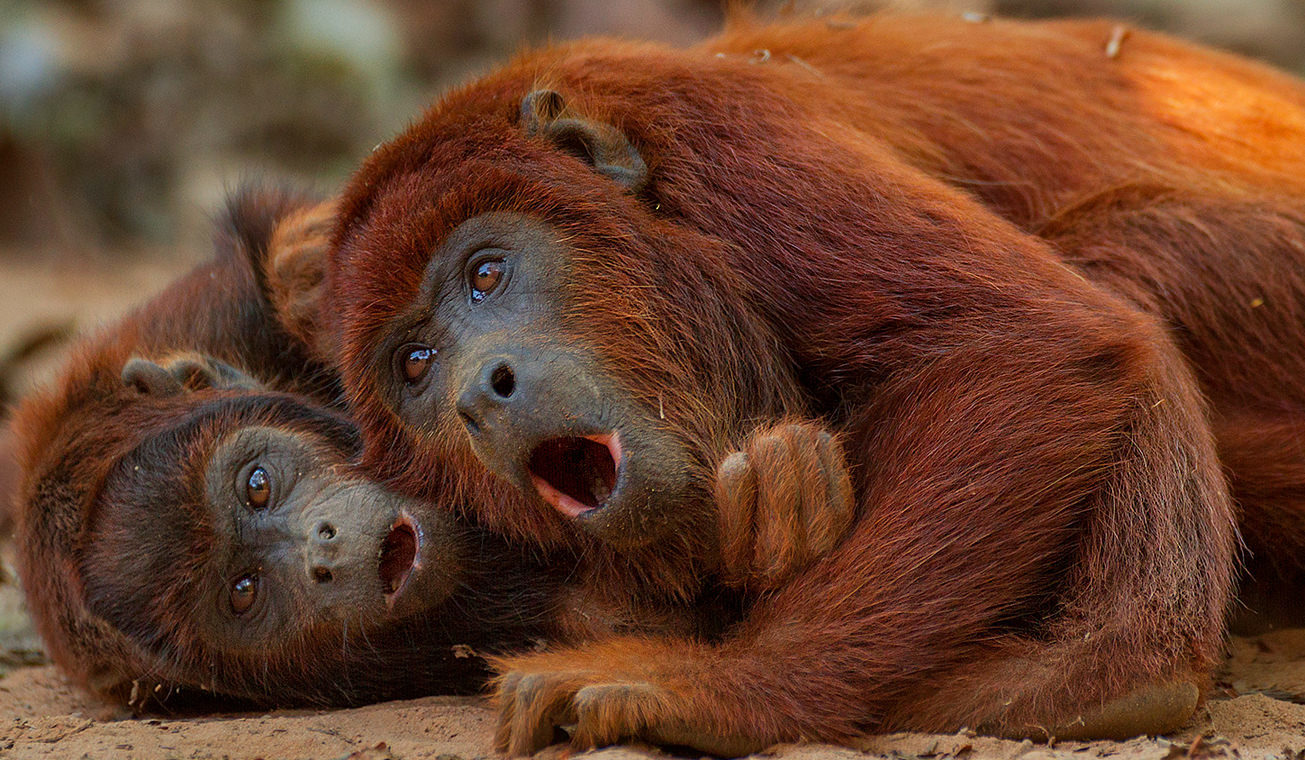 Atacama Regenwoud Inspiratie1